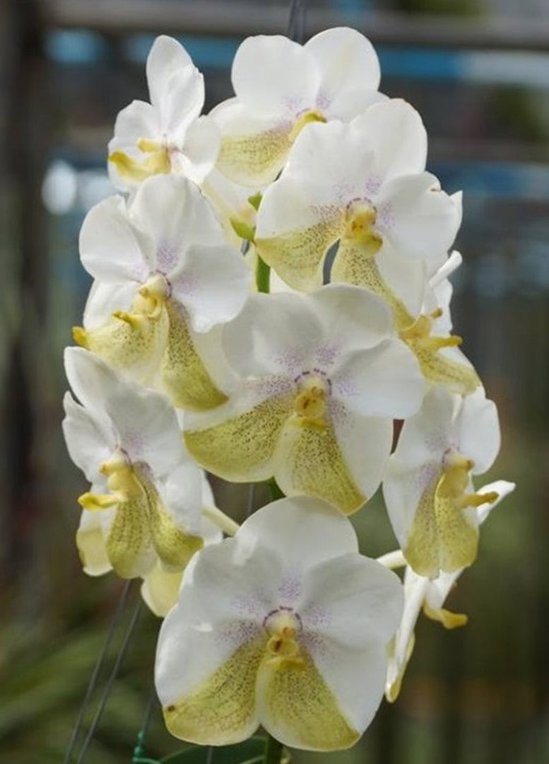 Vanda Nakorn Sawan Bell x Tubtim Velvet