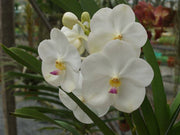 Vanda Nopporn White Diamond, Pink Lip