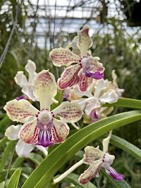 Vanda Pink Floyd (tessellata 'Blue' x luzonica)