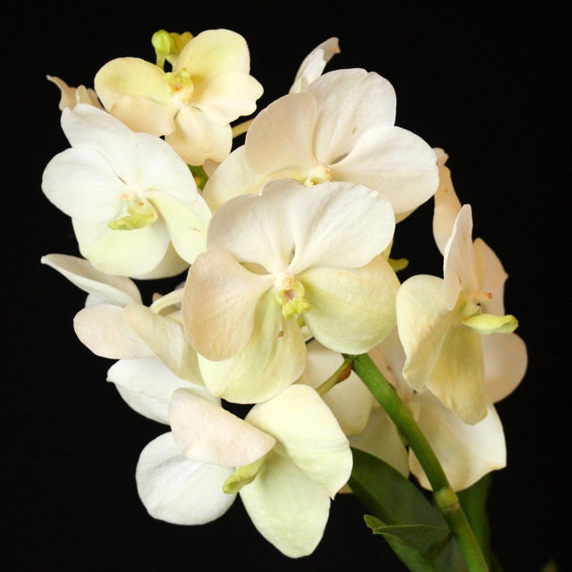 Vanda Princess Mikasa 'White'
