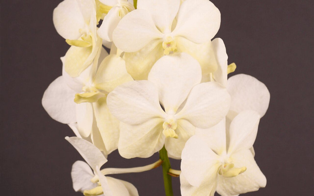 Vanda Princess Mikasa 'White'