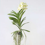 Load image into Gallery viewer, Vanda Princess Mikasa &#39;White&#39;
