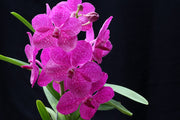 Vanda Princess Mikasa 'Pink'