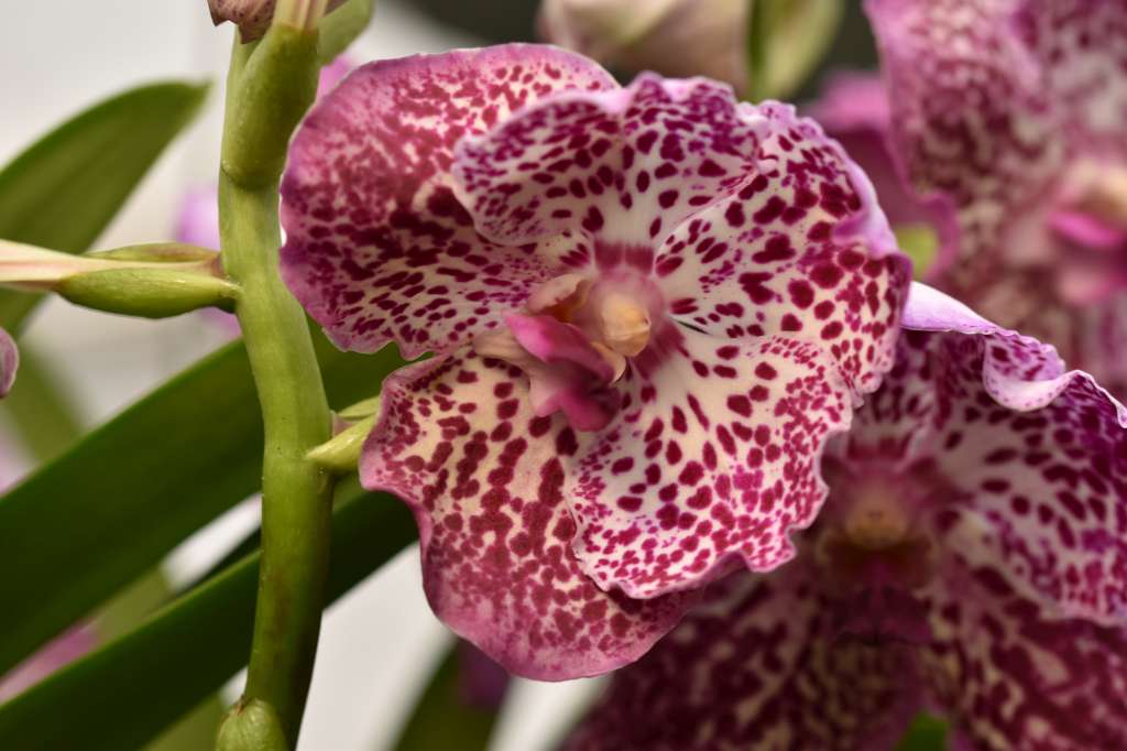 Vanda Raspberry Spots