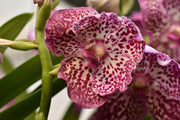 Vanda Raspberry Spots