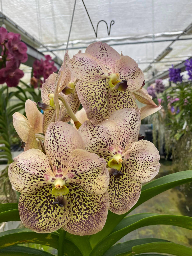 Vanda Sahara Spot