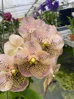Load image into Gallery viewer, Vanda Sahara Spot
