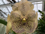 Load image into Gallery viewer, Vanda Sahara Spot
