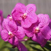 Vanda Siriporn Pink