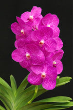 Carica l&#39;immagine nel visualizzatore Galleria, Vanda Siriporn Pink
