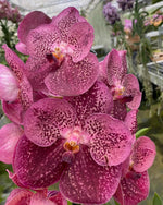Load image into Gallery viewer, Vanda Watermelon Spot
