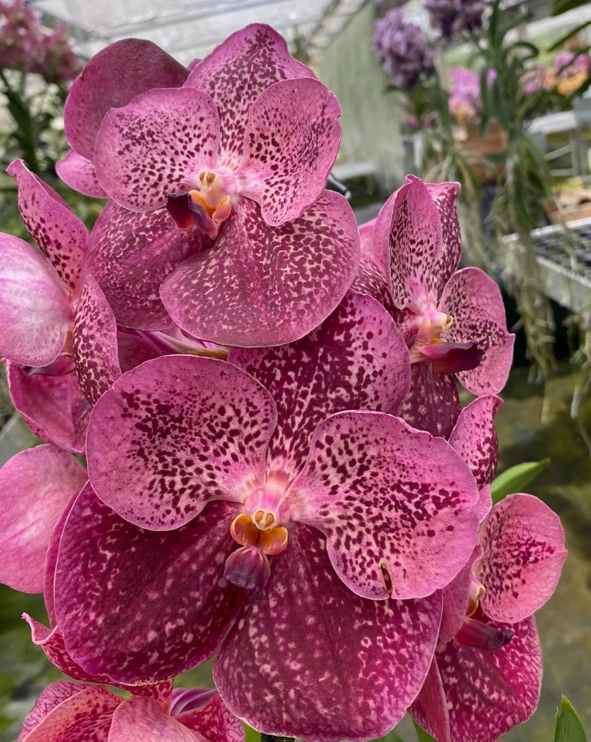 Vanda Watermelon Spot