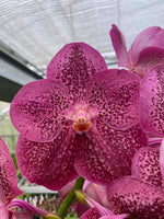 Load image into Gallery viewer, Vanda Watermelon Spot

