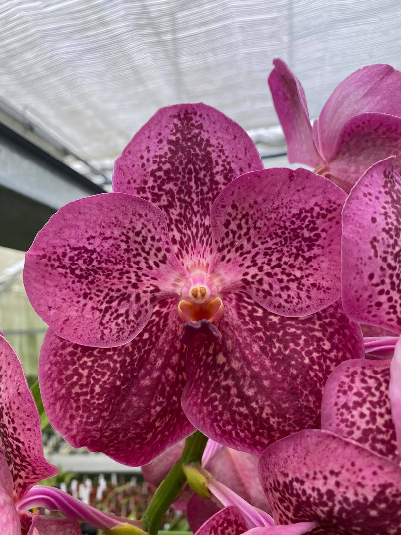 Vanda Watermelon Spot