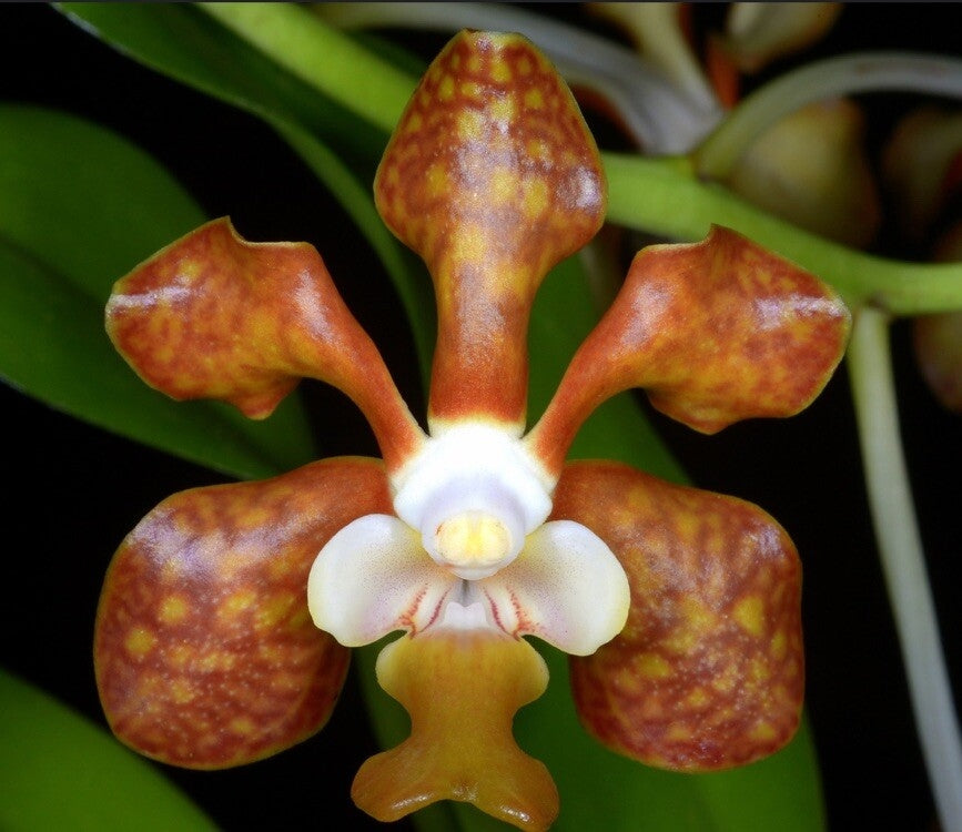 Vanda brunnea