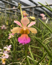 Vanda christensoniana x Vanda Miss Joaquim