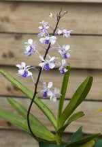 Carica l&#39;immagine nel visualizzatore Galleria, Vanda coerulescens
