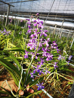 Carica l&#39;immagine nel visualizzatore Galleria, Vanda coerulescens x hindsii
