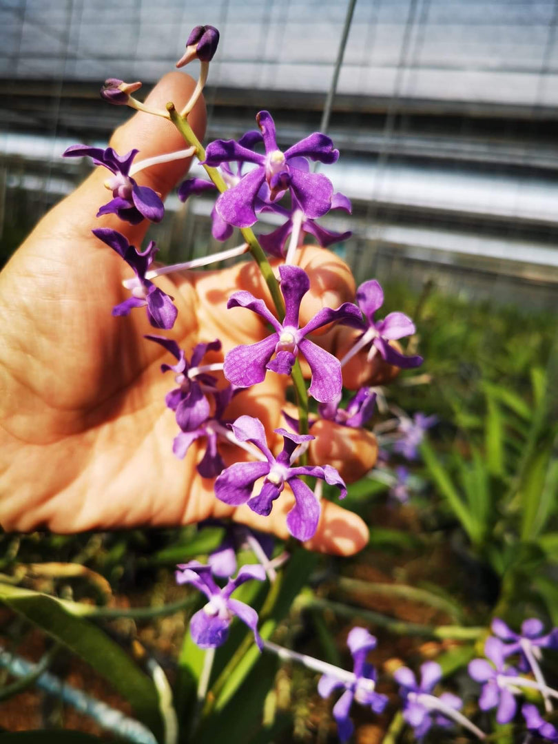 Vanda coerulescens x hindsii