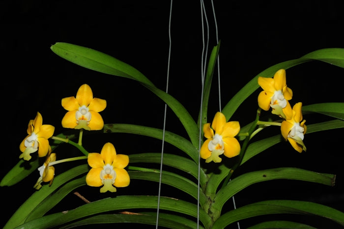 Vanda denisoniana