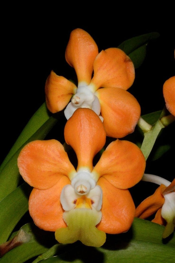 Vanda denisoniana 'orange'