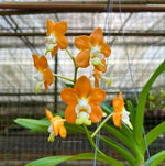 Carica l&#39;immagine nel visualizzatore Galleria, Vanda denisoniana &#39;orange&#39;
