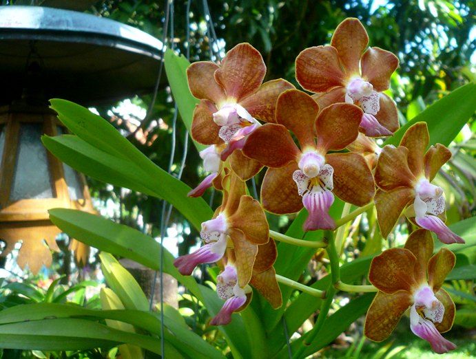 Vanda denisoniana x Mimi Palmer
