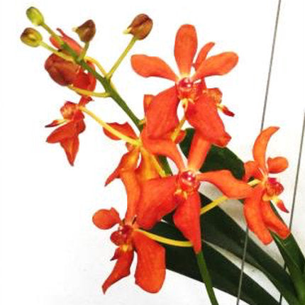 Vanda denisoniana x Ren. Storei