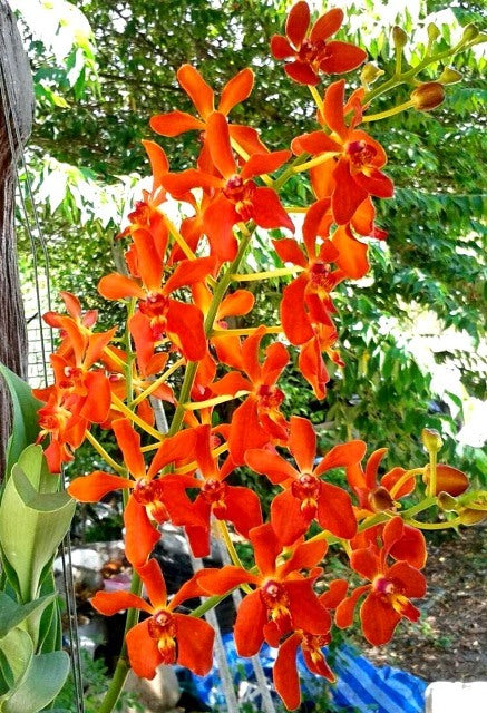 Vanda denisoniana x Ren. Storei