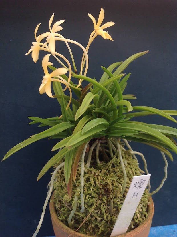 Neofinetia falcata 'Sangetsu' 燦月