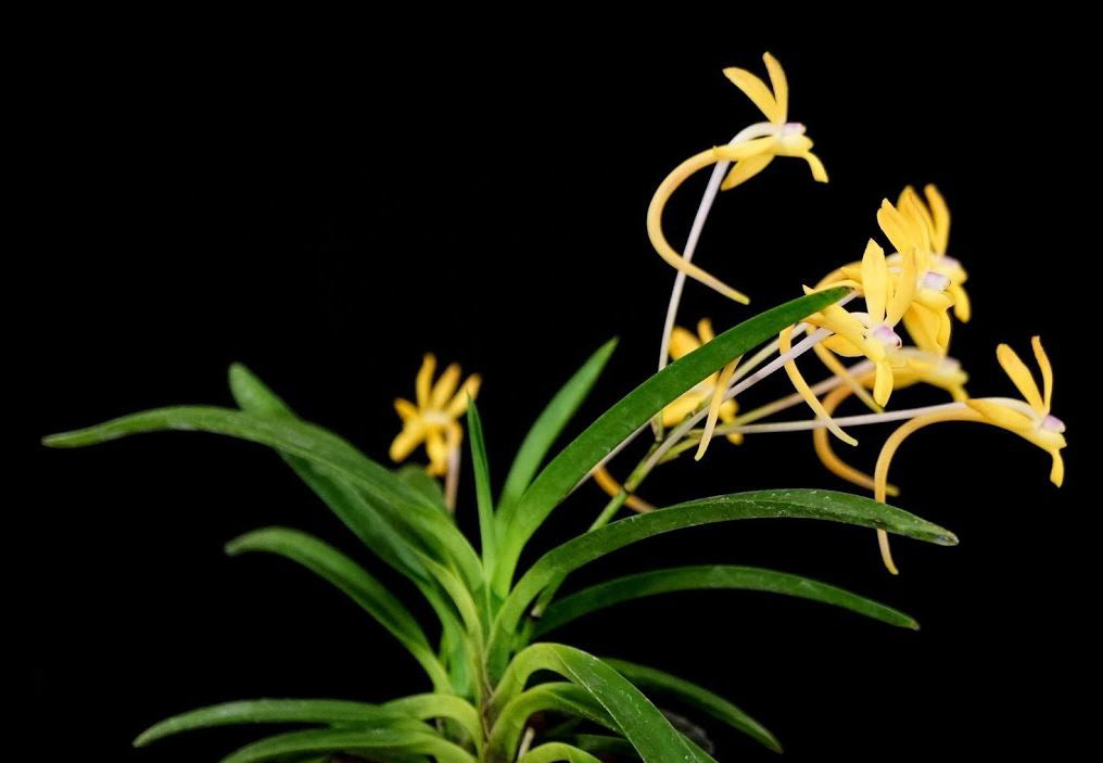 Neofinetia falcata 'Sangetsu' 燦月