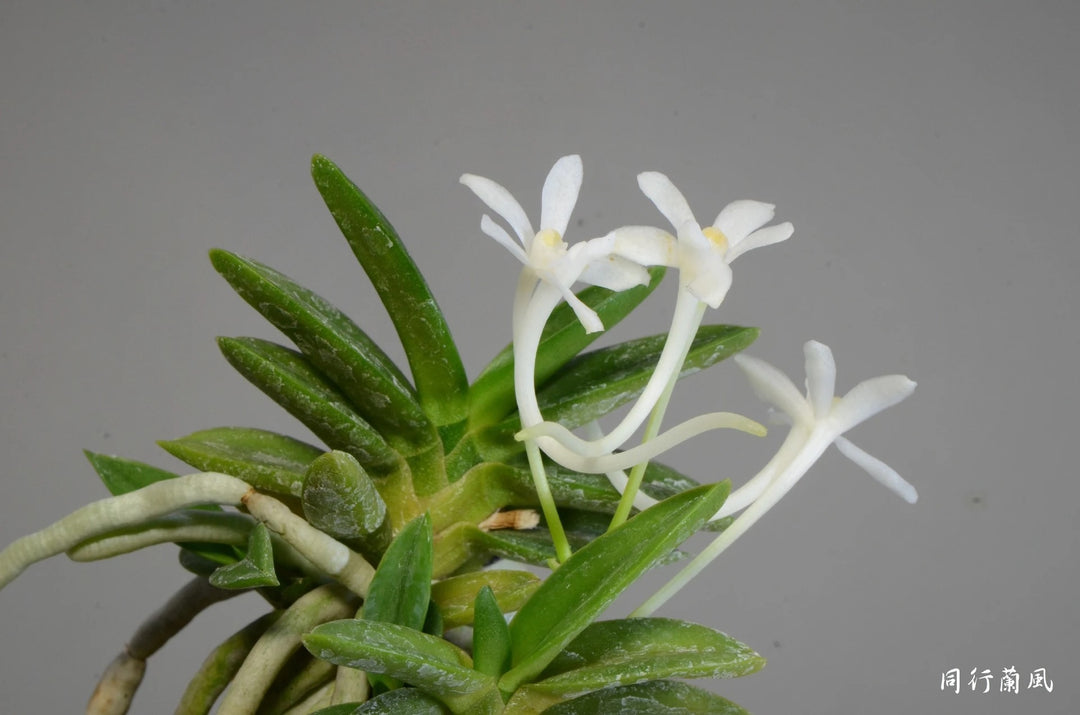 Neofinetia falcata 'Senzai' 千載