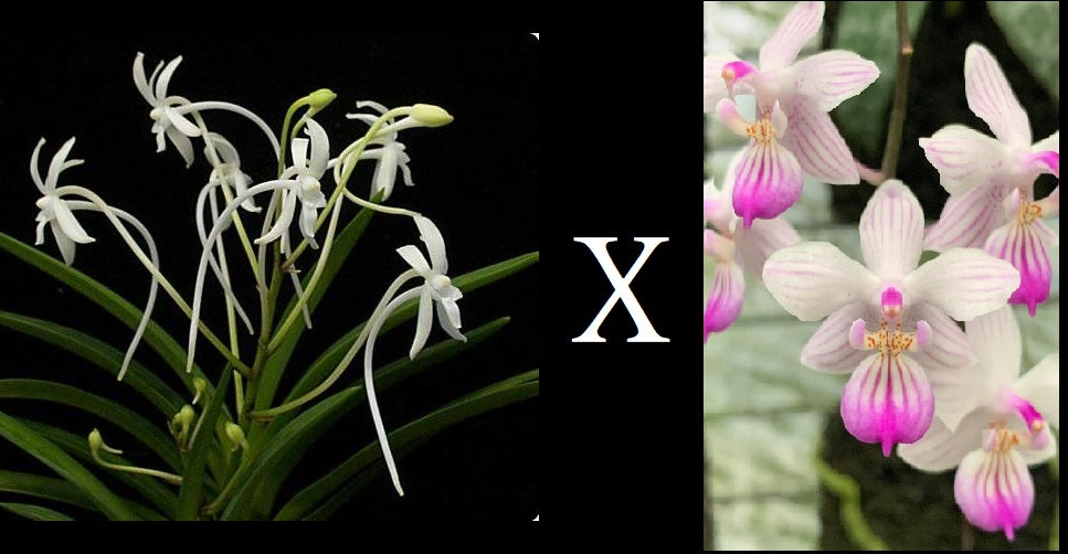 Vanda falcata x Phalaenopsis lindenii