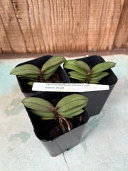 Vanda falcata x Phalaenopsis lindenii