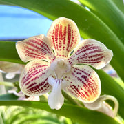 Vanda Jennae
