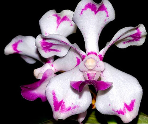 Vanda luzonica