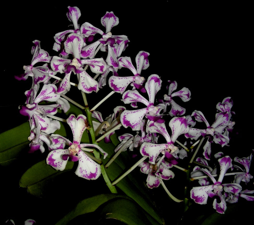 Vanda luzonica