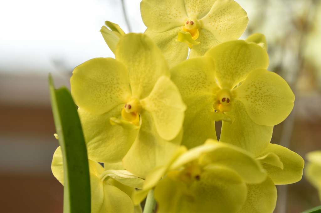 Vanda Magic Lemon