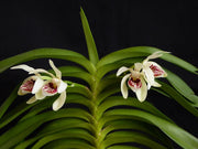 Vanda pumila (syn. flavobrunnea)