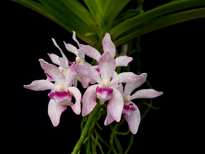 Vanda pumila x Rhynchostylis gigantea