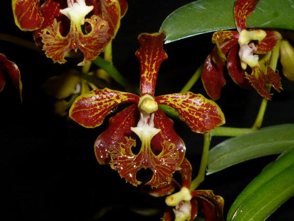 Vanda roeblingiana