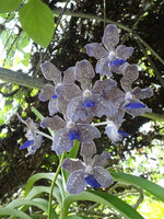 Carica l&#39;immagine nel visualizzatore Galleria, Vanda tessellata Hybrid
