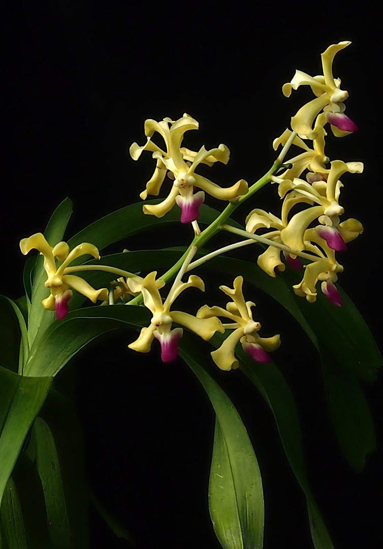 Vanda ustii