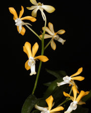 Vanda Joannah's Delight (V. falcata x V. denisoniana)