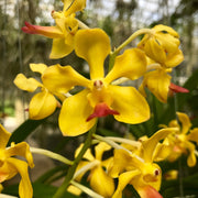 Vandachostylis Charles Marden Fitch (V. Flamingo x V. Theptong)
