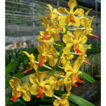 Carica l&#39;immagine nel visualizzatore Galleria, Vandachostylis Charles Marden Fitch (V. Flamingo x V. Theptong)
