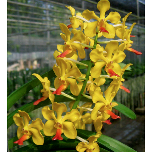 Vandachostylis Charles Marden Fitch (V. Flamingo x V. Theptong)