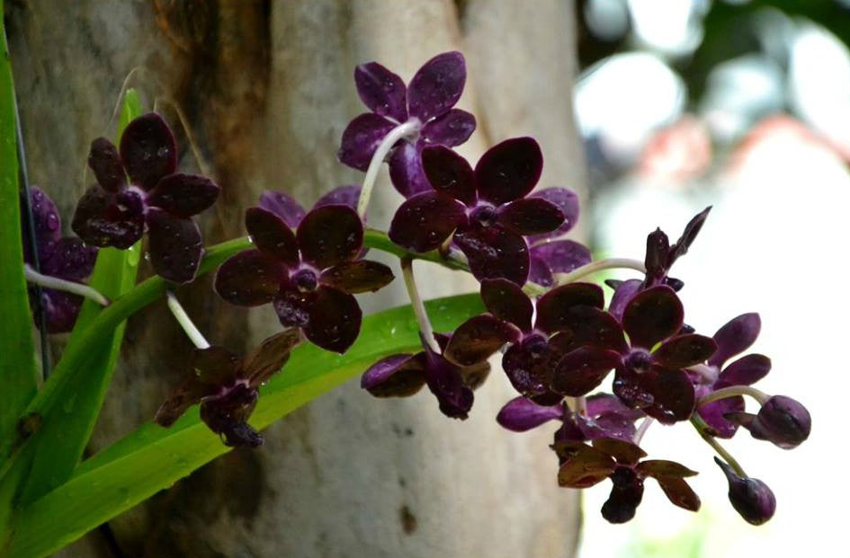 Vandachostylis Colmarie (Vandachostylis Sri-Siam x Rhynchostylis gigantea)