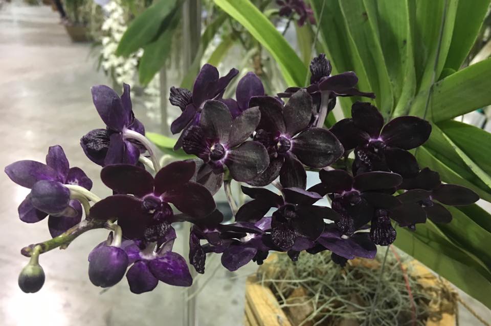 Vandachostylis Colmarie (Vandachostylis Sri-Siam x Rhynchostylis gigantea)