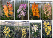 Vandachostylis Lou Sneary x (Asctm. Miniatum x Christensonia vietnamica)